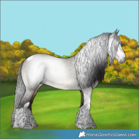 Horse Color:Gray Brown Dun Tobiano 