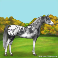 Horse Color:White Spotted Black Splash Tobiano Frame Appaloosa 