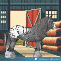 Horse Color:Black Splash Appaloosa 