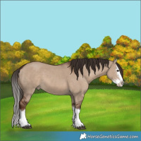 Horse Color:Liver Red Dun Splash 