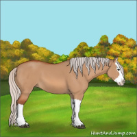 Horse Color:Silver Bay Dun Splash 