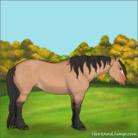 Horse Color:Bay Dun 