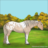 Horse Color:Red Dun Roan Tobiano Appaloosa 