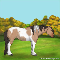 Horse Color:Bay Dun Tobiano Rabicano 