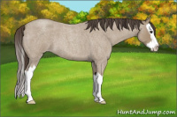 Horse Color:Classic Champagne Roan Splash 