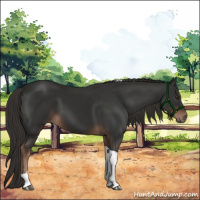 Horse Color:Liver Chestnut Tobiano 