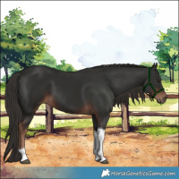 Horse Color:Liver Chestnut Tobiano 