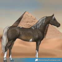 Horse Color:Silver Buckskin Tobiano 