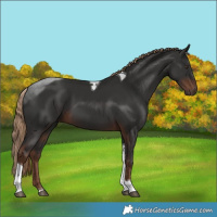 Horse Color:Liver Chestnut Tobiano 