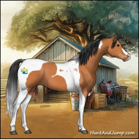 Horse Color:Bay Tobiano 
