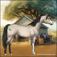 Horse Color:Bay Roan Dun 