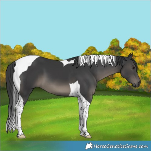 Horse Color:Black Tobiano 