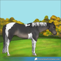 Horse Color:Black Tobiano 