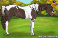 Horse Color:Liver Chestnut Tobiano 