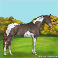 Horse Color:Liver Chestnut Tobiano 