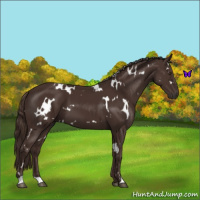 Horse Color:White Spotted Liver Chestnut 
