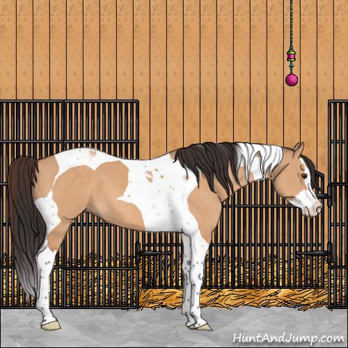 Horse Color:Brown Dun Splash Tobiano 