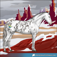 Horse Color:Liver Red Roan Appaloosa 