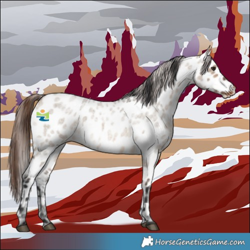 Horse Color:Brown Roan Dun Appaloosa 