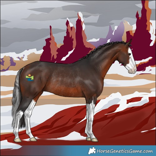 Horse Color:White Spotted Bay Splash Rabicano 