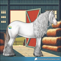 Horse Color:Bay Roan Appaloosa 