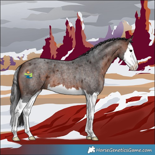 Horse Color:Bay Roan Splash 