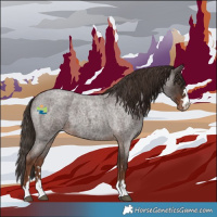 Horse Color:Liver Red Roan Appaloosa 