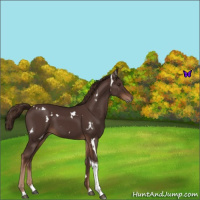 Horse Color:White Spotted Liver Chestnut Tobiano Rabicano 