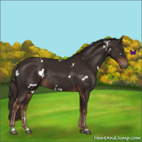 Horse Color:White Spotted Liver Chestnut Rabicano 