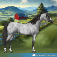 Horse Color:Smoky Blue Roan 