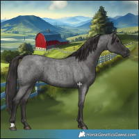 Horse Color:Smoky Blue Roan 