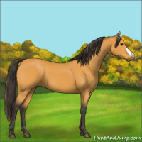 Horse Color:Buckskin 