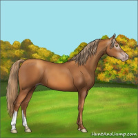 Horse Color:Gray Gold Champagne 