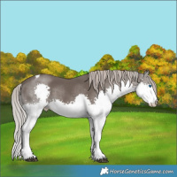 Horse Color:Silver Black Splash Tobiano 