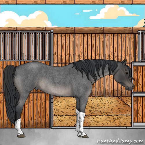 Horse Color:Blue Roan Tobiano 