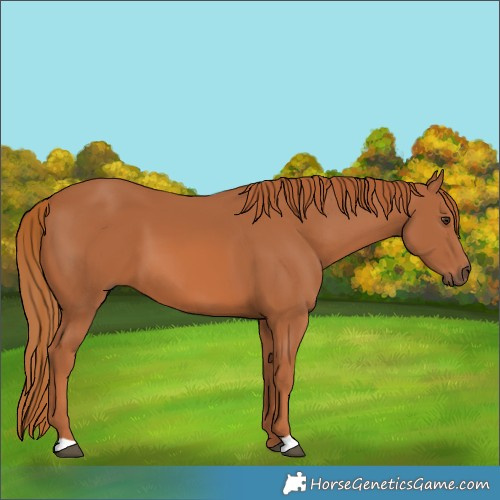 Horse Color:Chestnut 