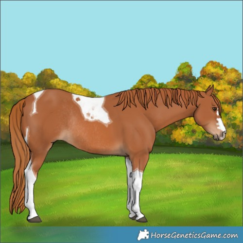 Horse Color:Chestnut Tobiano Rabicano 