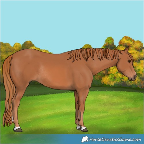 Horse Color:Chestnut Rabicano 
