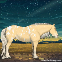 Horse Color:Palomino Appaloosa 