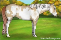 Horse Color:White Spotted Red Dun Frame Rabicano 
