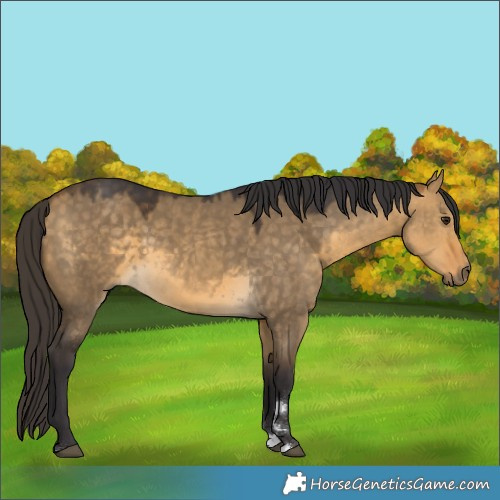 Horse Color:Unknown 