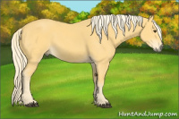 Horse Color:Palomino 