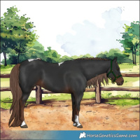 Horse Color:Liver Chestnut Tobiano 