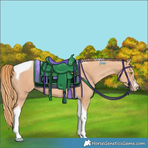 Horse Color:Gold Champagne Tobiano