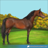 Horse Color:Bay 