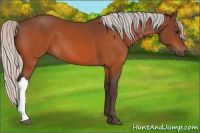 Horse Color:Silver Bay 