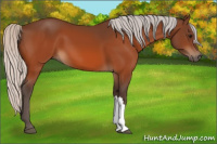 Horse Color:Silver Bay 