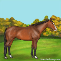 Horse Color:Bay Splash 