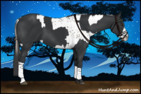 Horse Color:White Spotted Liver Chestnut  and Black 