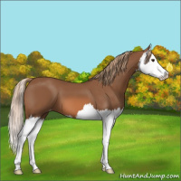 Horse Color:Chestnut Splash Appaloosa 